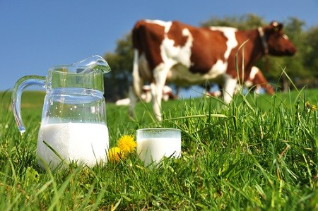 Whey ou whey native : quelles différences ?