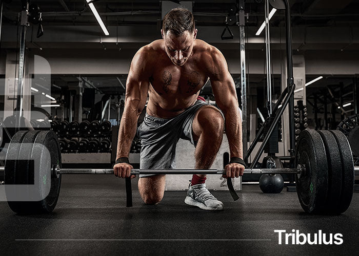 Tribulus